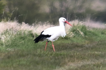 White Stork